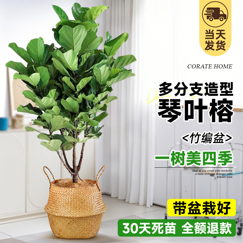 [90%의 사람들이 선택] 브라운 실크를 보내보세요! 다가지 모양의 피아노잎 무화과 1.5- 2m (손)