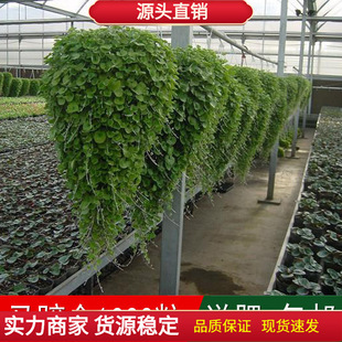 ����ֲ���R���N�������~�X���҃Ȼ����ļ��ɲ�