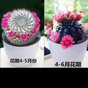 Plantas suculentas cactus plantas en maceta cactus de oficina planta en maceta cactus plantas en maceta flores en maceta