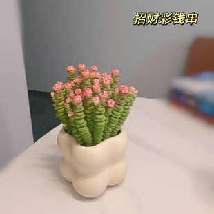 Money String Desktop Small Potted Plant for Attracting Wealth, Succulent Plant for Office or Balcony, Radiation-Resistant Green Plant, Easy to Care for