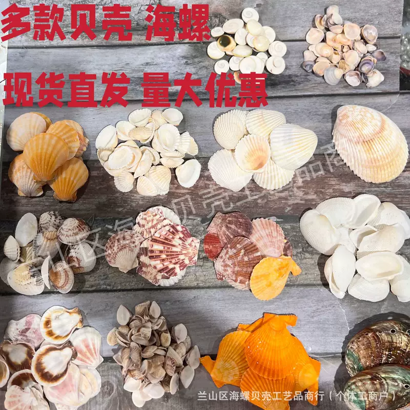 Shell Natural Shell Conch Stars Drifting Bottle Shell Crafts Wholesale Diy Handmade Shell Materials