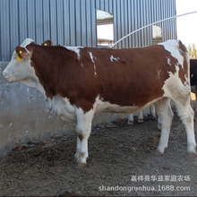 西门塔尔牛小牛一头 育肥养殖种苗 鲁西黄牛 小肉牛养殖场