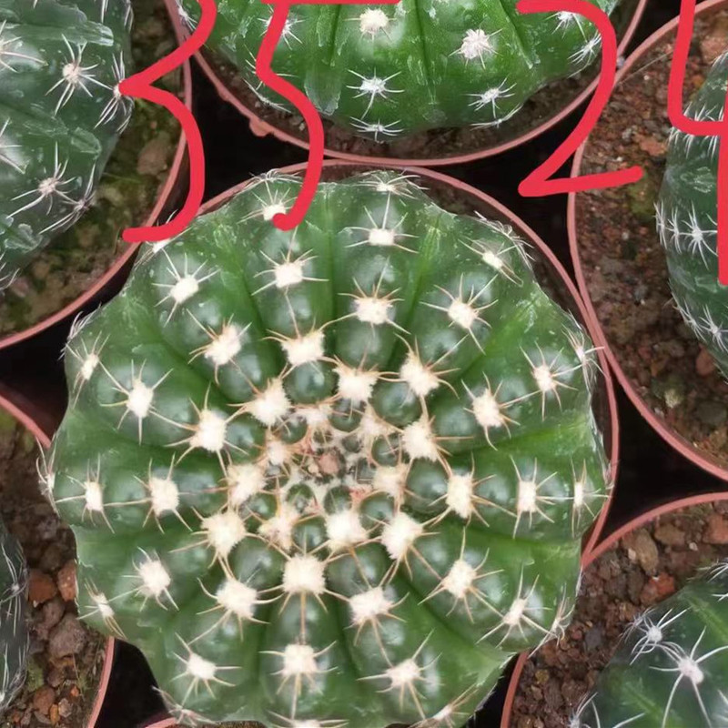 大仙人球コレクション、鉢植えの開花仙人掌、多肉植物、星兜瑞昌玉、玉龍鳳玉、玉翁|undefined