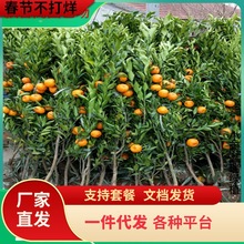 湖南果苗新品种红美人吸的柑橘桔树苗园林果树橘中之柑桔苗