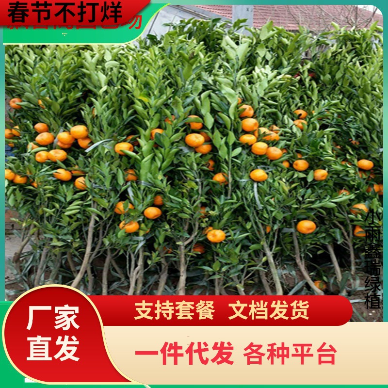 湖南果苗新品种红美人吸的柑橘桔树苗园林果树橘中之柑桔苗