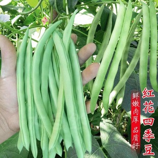 Red Flower White Pod Green Bean Seeds Vegetable Seed Package Spring Sowing Balcony Vegetable Garden Garden Summer and Autumn Seeds