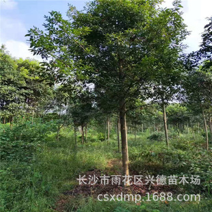 ���l��Ӣ ֱ��8-10-12-15-20�������Ժ��ϴ��Ӣ���� ���󃞻�