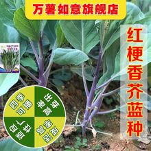 �t������{�N�� �t�_���m�t�U����{�����ļ���������߲˷N