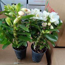 春石斛盆栽苗大花浓香洋兰花卉精品石斛兰香水