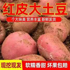 2024正宗红皮红心土豆新鲜本地马铃薯黄心大洋芋小土豆5斤10斤批