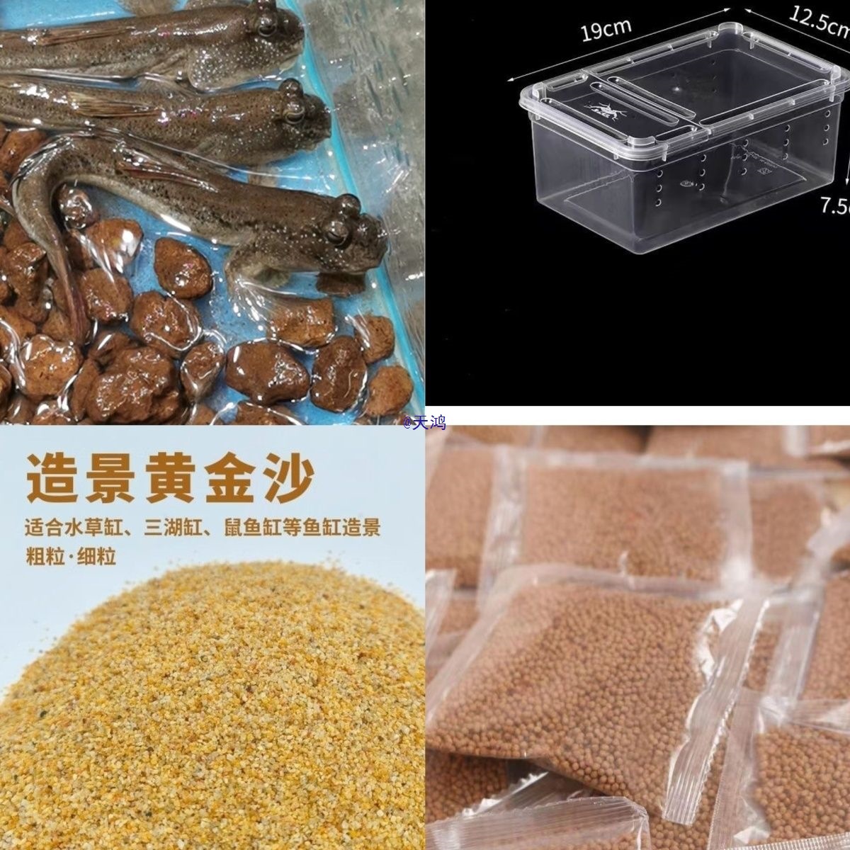 跳跳鱼滩涂鱼活体爬宠套装弹涂鱼海水淡水两栖观赏鱼水族宠物活体