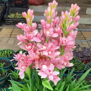 Tuberose Bulbs, Tuberose Flower Seedlings, Strong-Scented Perennial Plants, Indoor and Outdoor Courtyards, Easy-To-Grow Live Florals in All Seasons