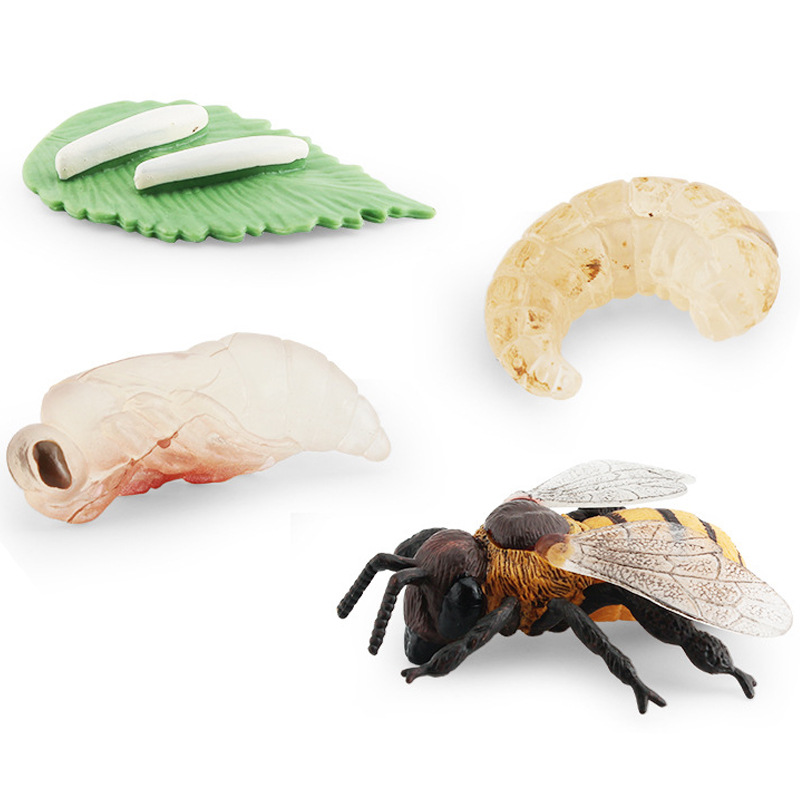 Transfronteriza simulación mini traje de insectos saltamontes abeja Araña ciclo de crecimiento etapa de vida cognitiva modelo de juguete