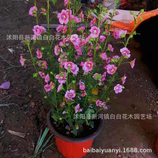 ľ�Ș���@�־G������ͥԺ�e�����R���@��ľ�Gɫֲ�ﻨ��ľ�Ȼ���