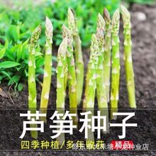 绿芦笋种籽芦笋种子四季种植蔬菜之王正品抗热耐寒高营养蔬菜种子