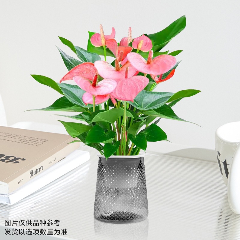 [핫한 신제품] 특급 파우더 팜 (그레이 스타리 세면대) + 영양액