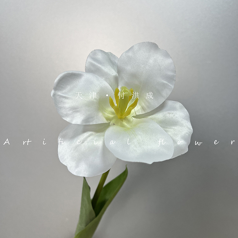 뒤집힌 튤립