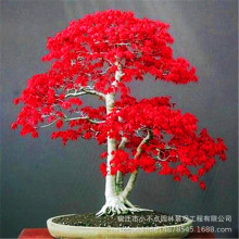 �������t���N���ļ��t�~�����������ͥԺ�Ҿ��^�p�P���仨