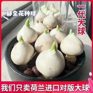 ������N��ˮ�໨��ֲ���҃Ȼ��ļ��_���N�����Ի�������ˮ�B�û�