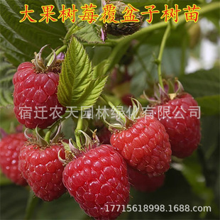 ���������ľ���l���Ե��Թ����ݮ��ںՠ��ژ�ݮ�箔��Y��