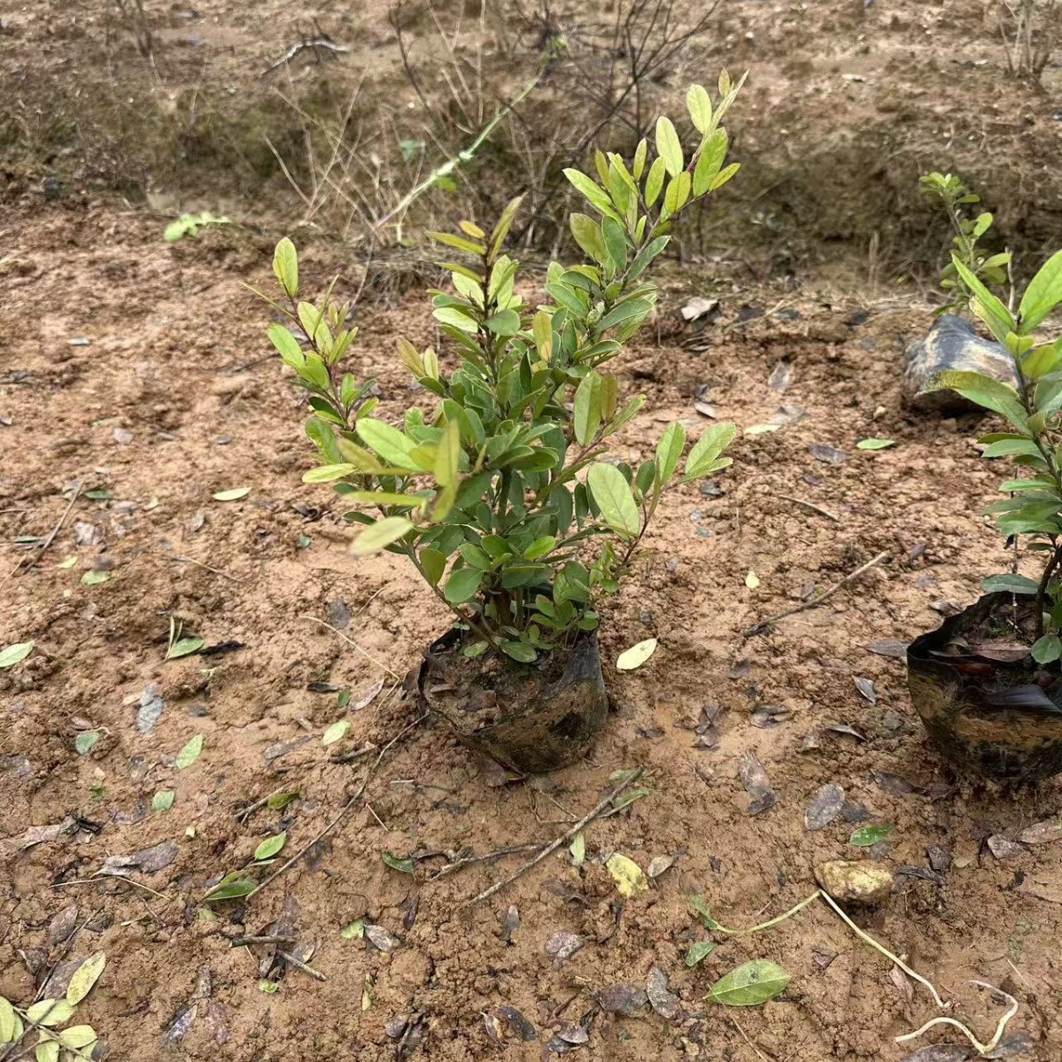 湖南基地批发中华蚊母细叶文木文木杯苗量大价优批发