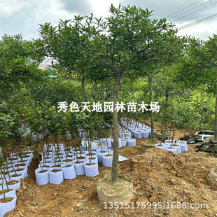 ����̩��ɽ����糬�����o�ѱP�ϱ����Nֲ�ļ��Ե��Ԏ������~�l