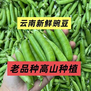 �㶹���r���������ϸ�ԭ�L�����r�Fժ¶�����ˮ���߲�����