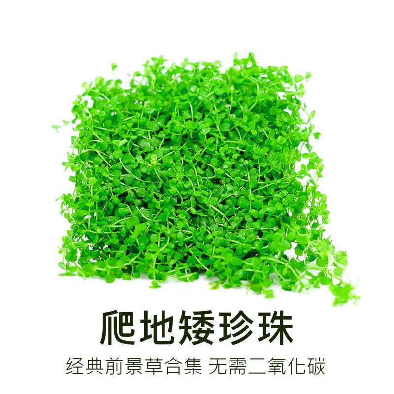 Передний план трава Fish Tank Lawn Восхождение Карлик Жемчужина Лежа Карлик Жемчужина Восхождение Карлик Жемчужина Fish Tank Пейзаж Водная трава
