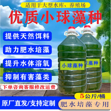 蛋白小球藻浓缩藻种复合藻种肥水培藻绿藻增氧水产养殖卵囊饵料