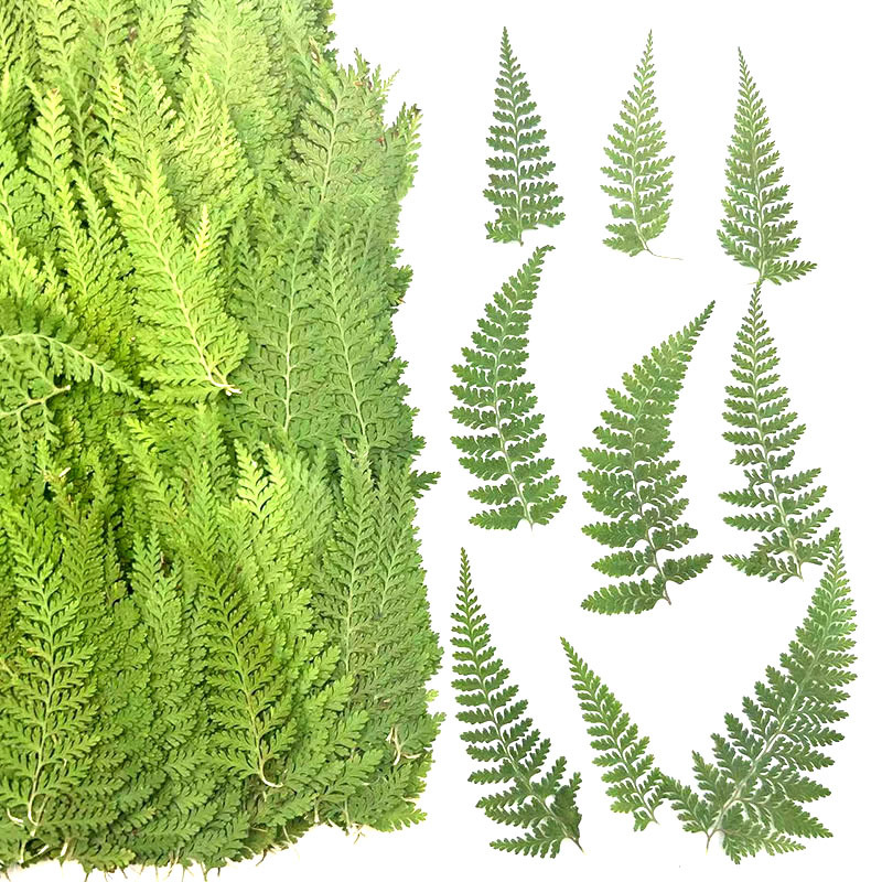 姬蕨 干花压花植物标本DIY滴胶手机壳相框香薰蜡烛书签蕨类押花