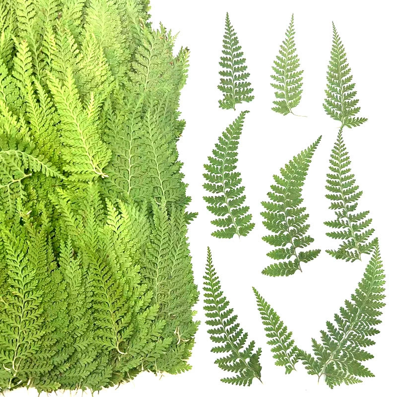 Ji Fangi сухой цветок тиснения образец растения DIY капающий клей для мобильного телефона рама для ароматерапии свечи закладки папоротник