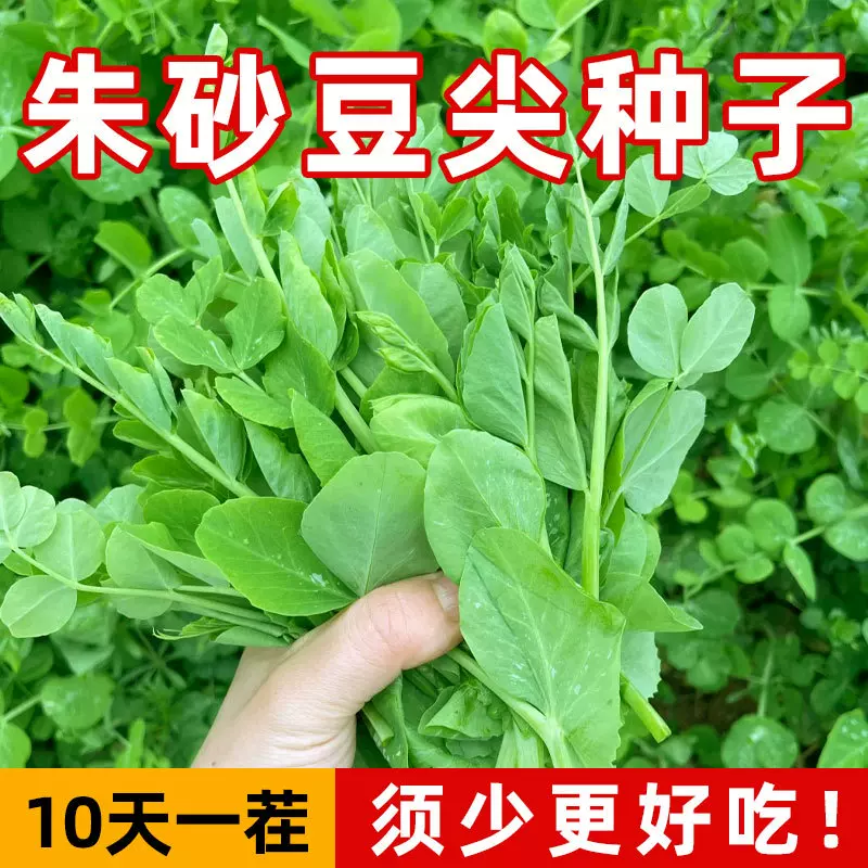 定制新种推荐四川豌豆尖种子四季无须豌豆种庭院盆栽大田蔬菜芽苗