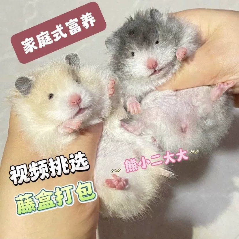 Полли с кудрявыми волосами, щенок Полли с длинными волосами, милый хомяк, золотой хомяк, Полли в общежитии, домашнее животное