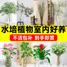 ˮֲ҃ȺB˿͏doˮGֲmˮBĻļ_