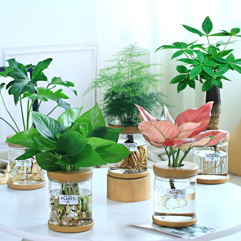 グリーンラタン水耕栽培ホルムアルデヒド除去鉢植え金のなる木ミント富竹屋内花緑植物オフィスグリーンラタン|undefined