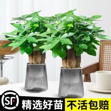 �lؔ�������k����С�Gֲ�[������ˮ��ֲ���҃�������B��ؔ���辰