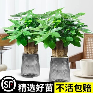 Money Tree Potted Office Small Green Plant Ornaments Flower Hydroponic Plants Indoor Desktop Easy to Grow Money Tree Bonsai