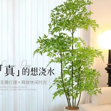 Gֲp҃ȿ͏dbͷֲ٘