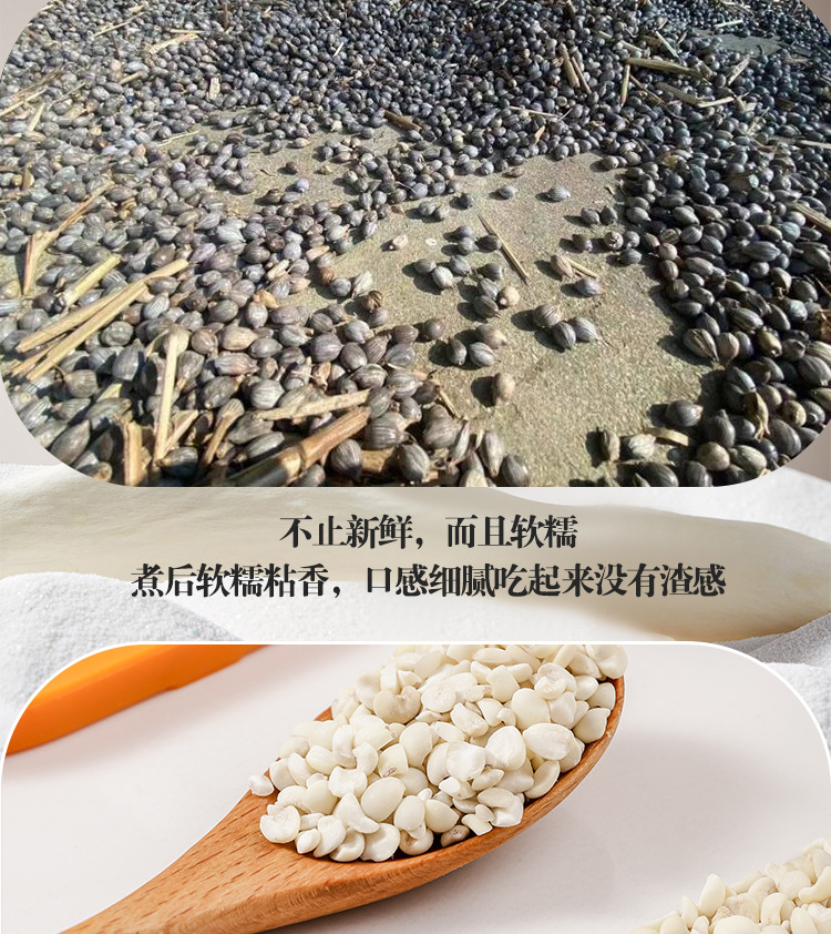 Yunnan Old Variety Coix Seed Broken Job's Tears Mojiang Glutinous Coix Grain 500g preparation
