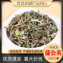 中药材批发长白山蒲公英婆婆丁茶 整棵全株泡茶泡水500g克