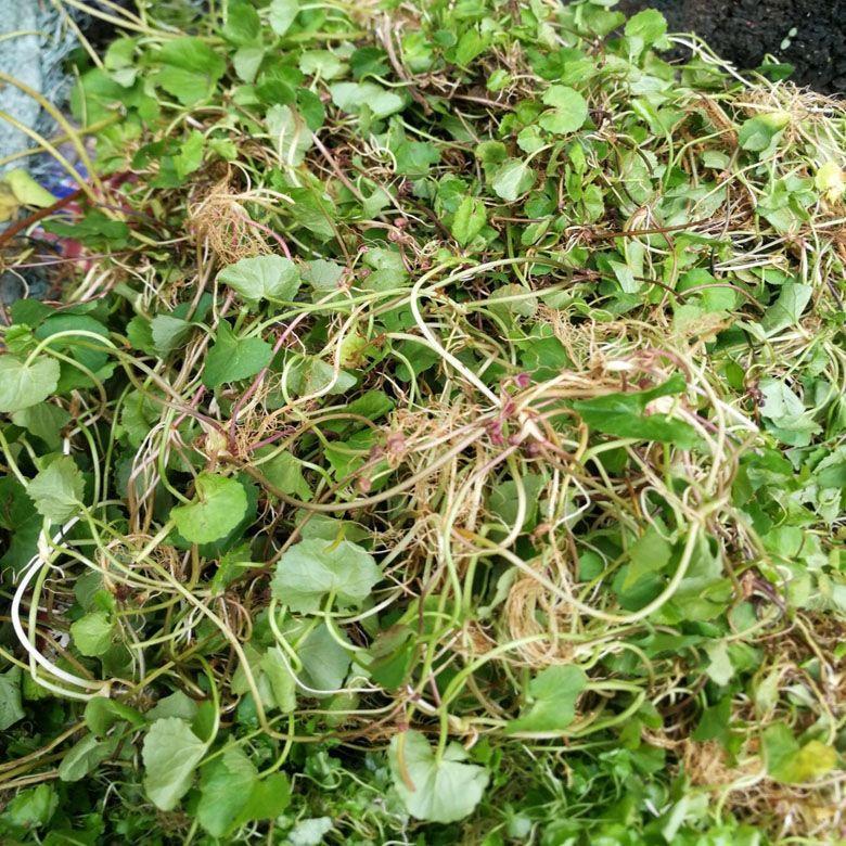 Dried Centella Herb Ji Xue Cao 500g Sliced Gotu Kola Botanical for Tea and Decoction specifications