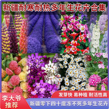 新疆包邮零下四十度冻不死耧斗菜花种籽子鲁冰花花种薰衣草花种子
