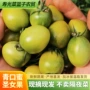 即食孕妇新鲜绿色小番茄