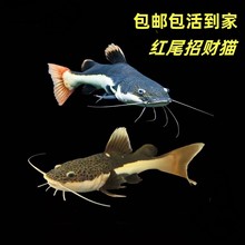 �������~���~��ؔ؈�~����w�����L�tβ؈�׌��T�~����Ꭷ�^�p�~