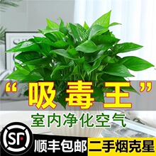 �G�}����ֲ�������k���҃ȃ����՚��·���ȩ����ˮ��Gֲ