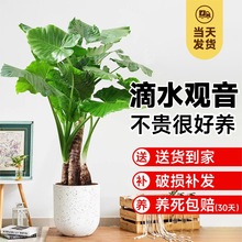 ��ˮ�^�����;Gֲ���԰�������~�Ϙ��҃ȿ͏d�k����ˮ��Gֲ�辰