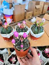 ������ֱ����С�����������҃ȶ���ֲ�� ��Ʒ���ĵ���\���b35�b