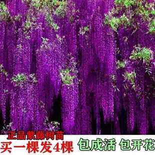 �Iһ�l�����ٻ���������ֲ���ļ��L�������}���Ե��Զ໨ͥԺ�G��