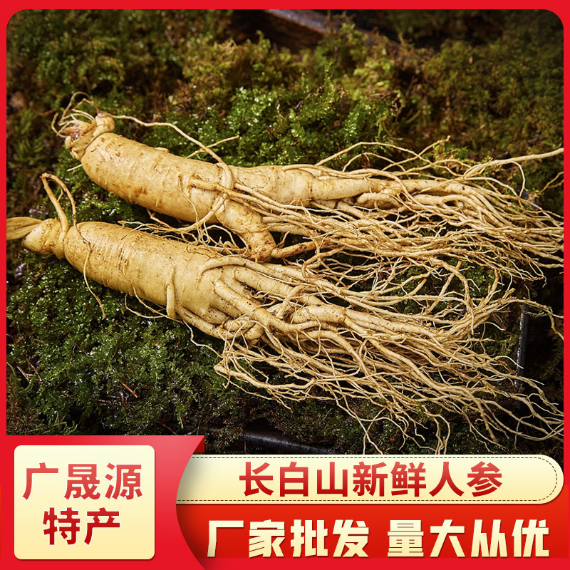 長白山産生高麗人参、各種サイズ、土付き生高麗人参、工場卸売、高麗人参強壮ギフト、ドロップシッピング対応|undefined