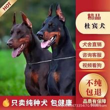 纯种杜宾犬活体幼犬 德系美系双血统护卫犬迷你笃宾犬赛级宠物狗